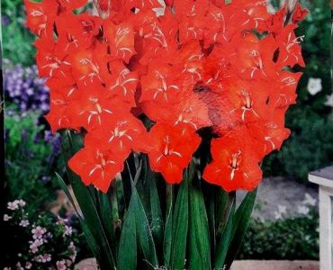 Гладиоли Мини Patty